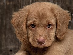 Buck, Nova Scotia Duck Tolling Retriever